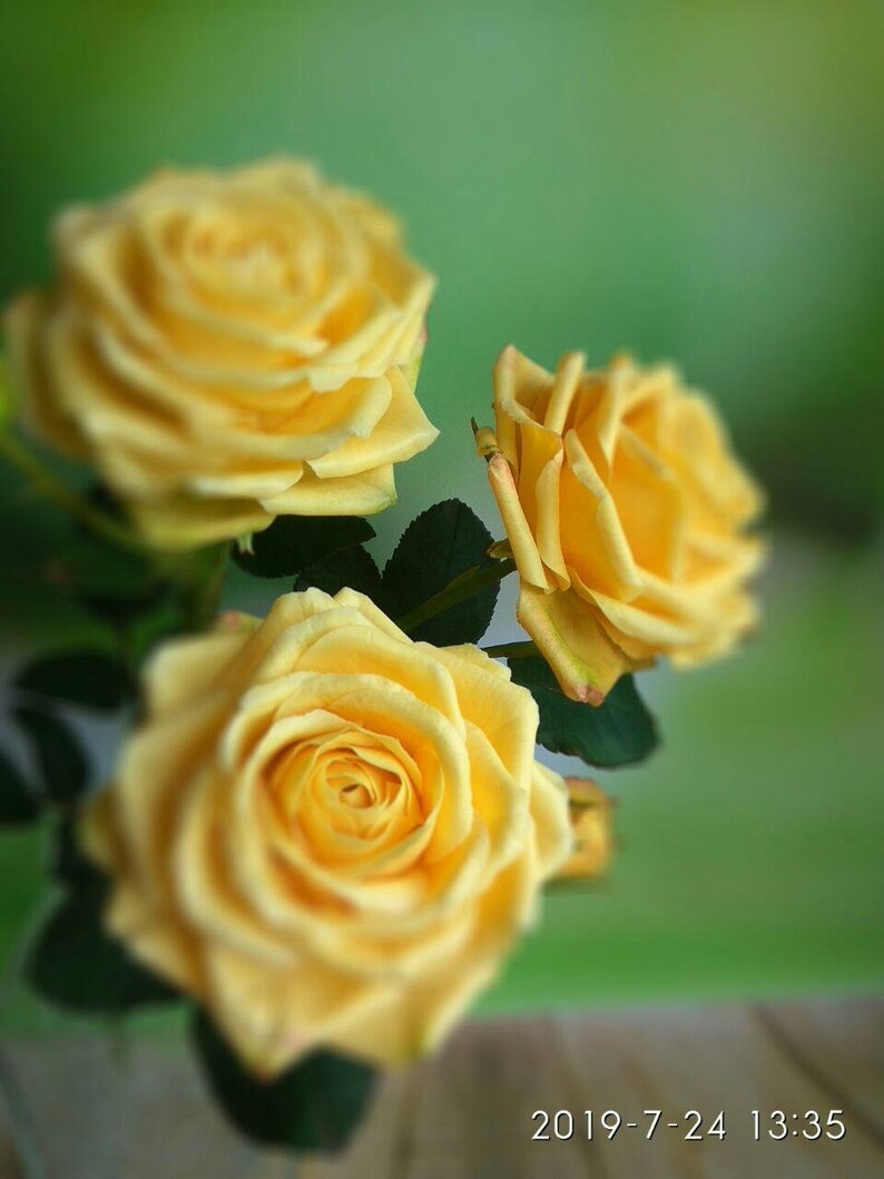 May include: Three yellow roses with green leaves. The roses are in focus and the background is blurred.