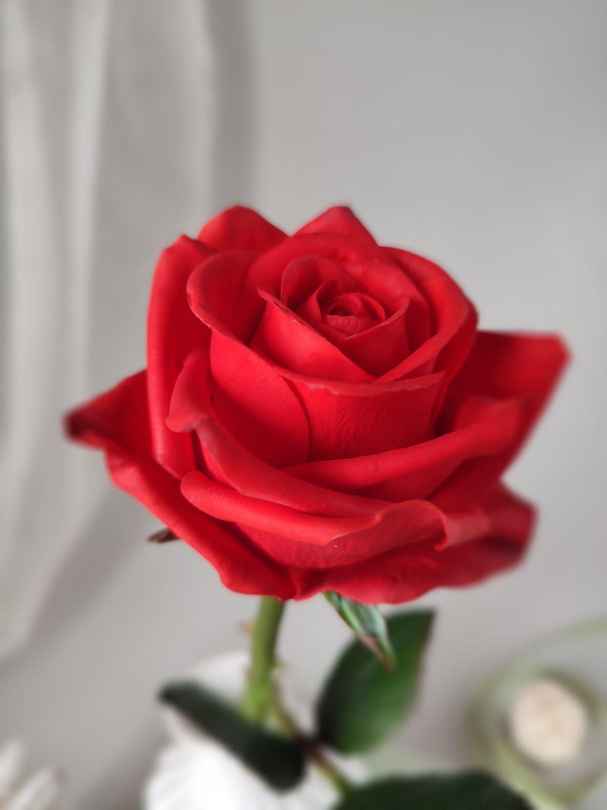 Red Clay Roses Rose. Red Rose. Real Touch Flowers. Clay Rose From Home Decor and ...