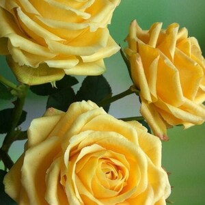May include: Three yellow roses in full bloom, with soft petals and a delicate, light yellow color. The roses are arranged in a bouquet, with the stems and leaves visible.