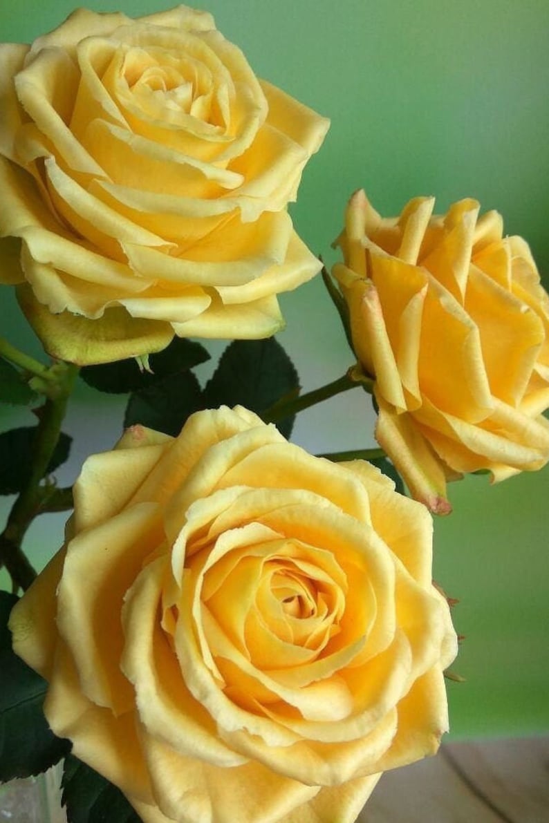 May include: Three yellow roses in full bloom, with soft petals and a delicate, light yellow color. The roses are arranged in a bouquet, with the stems and leaves visible.