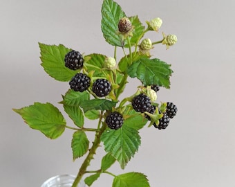 Blackberry Porcelain. Branch of Blackberry. Botanical sculpture. Real touch blackberry for home decor and interior. Cold Porcelain Flowers.