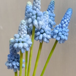 Muscari. Muscari flowers. Muscari bouquet. Real touch flowers. Spring bouquet. Polymer clay flowers. Grape Hyacinth Cold porcelain bouquet image 8