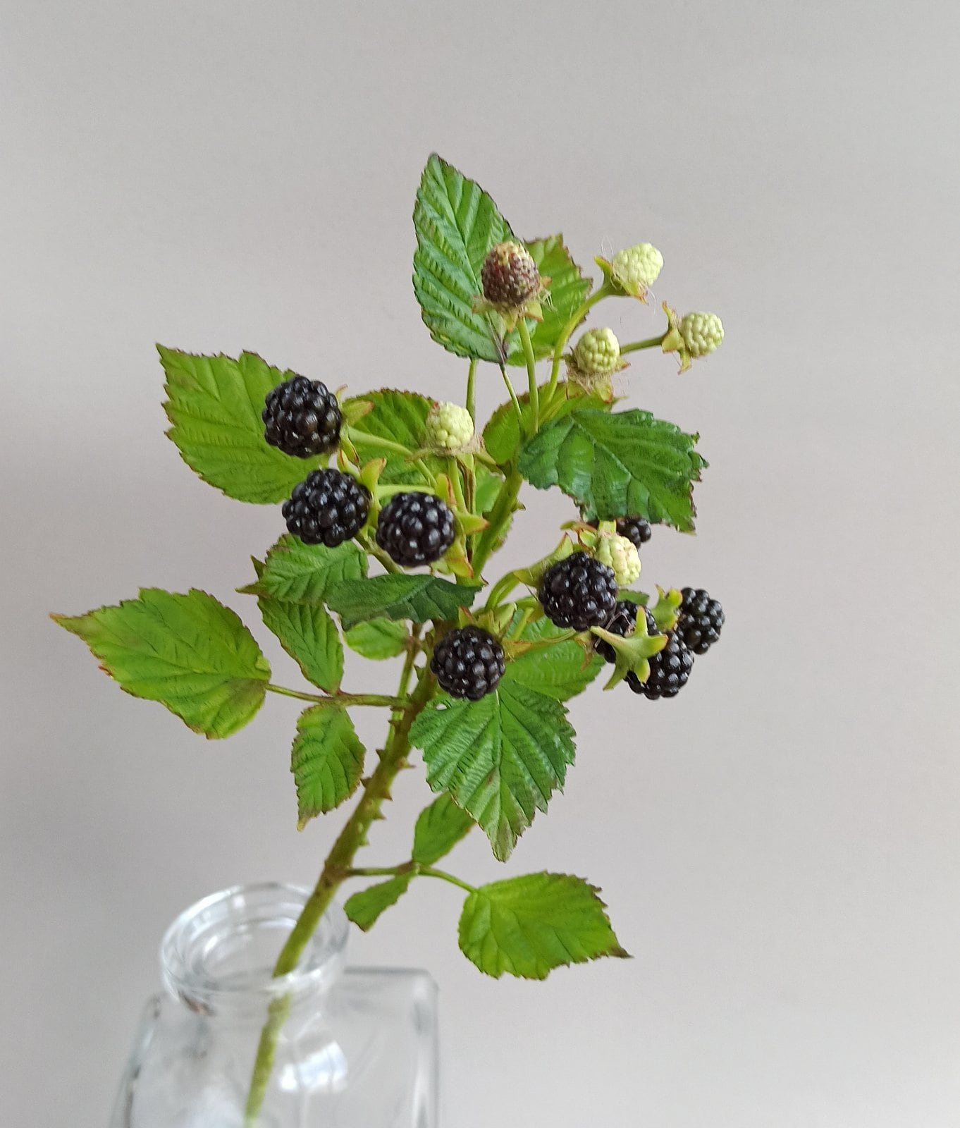 Blackberry Porcelain. Branch of Blackberry. Botanical Sculpture