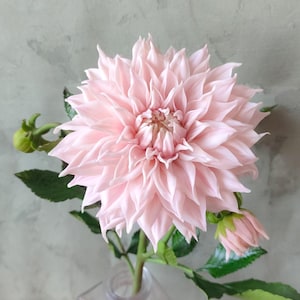 Puede incluir: Una sola flor de dalia rosa con hojas verdes y capullos en un jarrón de vidrio transparente. La flor está en plena floración y tiene un aspecto delicado y femenino.