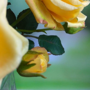 May include: A bouquet of yellow roses with green leaves in a clear glass vase. The roses are in full bloom and the vase is sitting on a wooden surface.