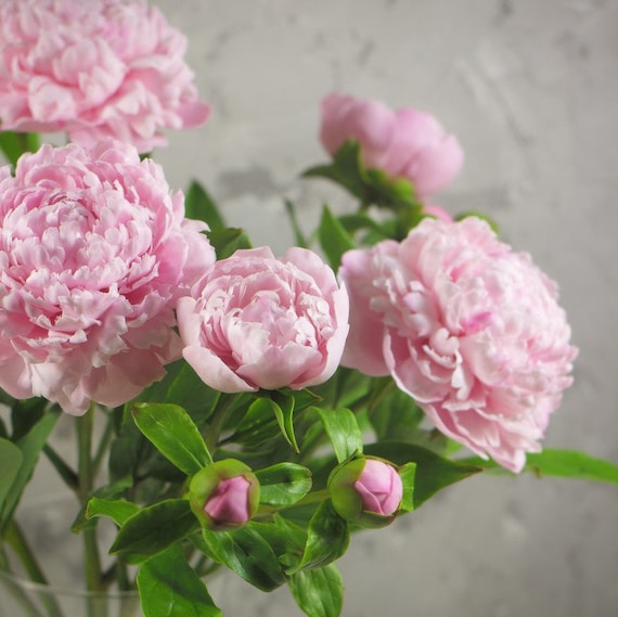 Bouquet of peonies. Pink peony from cold porcelain. Clay peony. Gift bouquet. Peonies of a gift. Porcelain flowers. Clay flowers.