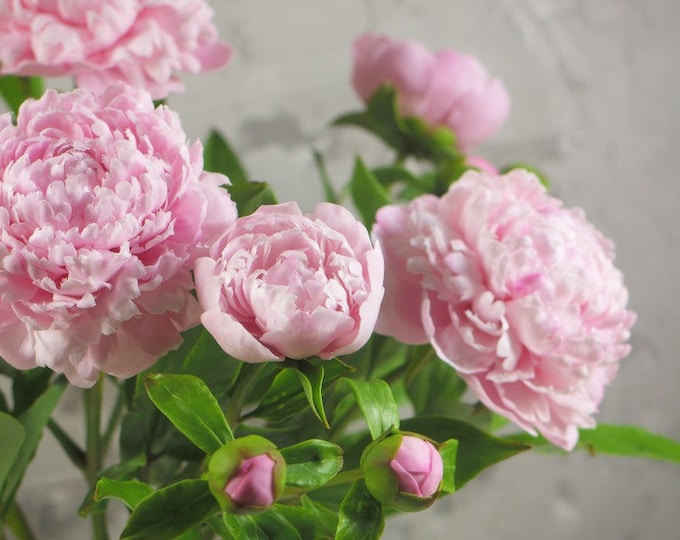 Bouquet of Peonies. Pink Peony From Cold Porcelain. Clay | Etsy