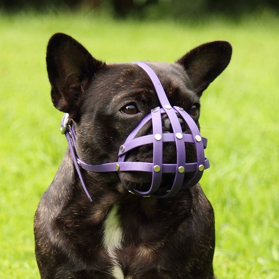 basket muzzle for french bulldog