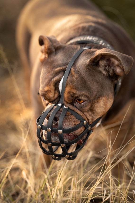 Old english bulldog clearance muzzle