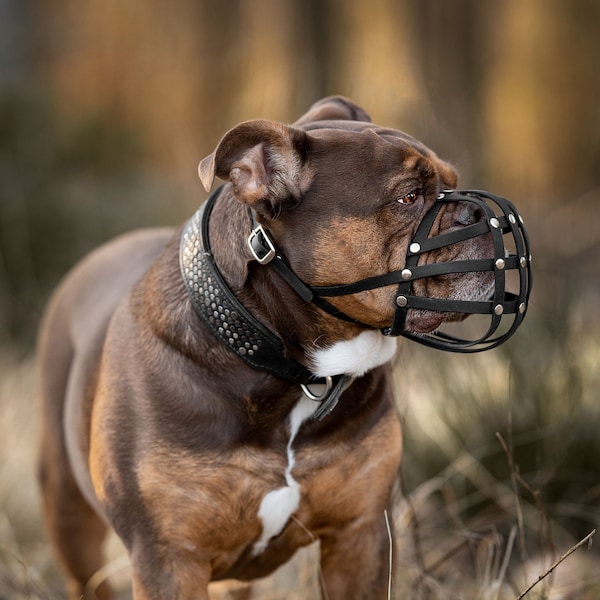 Maulkorb Old Englisch Bulldogge ca. 24 - 27kg kurze Schnauze