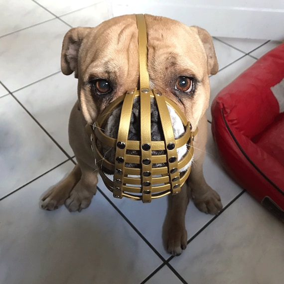 English bulldog top muzzle petsmart