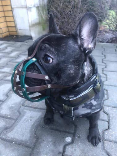 french bulldog long muzzle