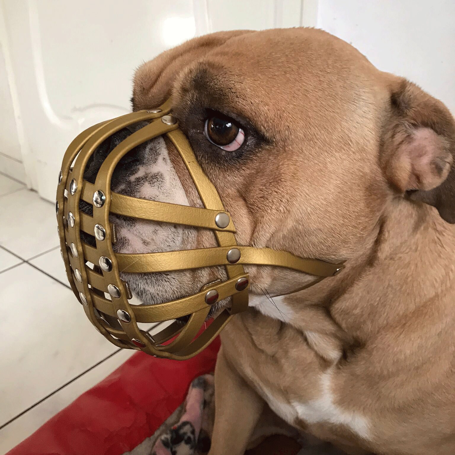 English bulldog top muzzle petsmart