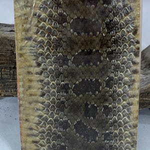 Peut inclure: Un bloc rectangulaire présentant un motif de peau de serpent préservé, encapsulé dans une résine transparente et brillante. La surface affiche une texture détaillée d'écailles superposées dans des tons brun foncé, noir et crème.