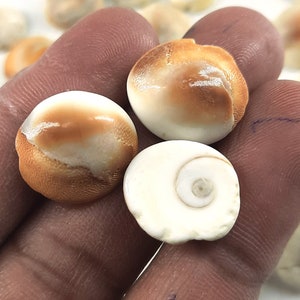 Natural Shive Eye Shell Smooth Cabochons Operculum Gemstone For Jewelry Making Crafts