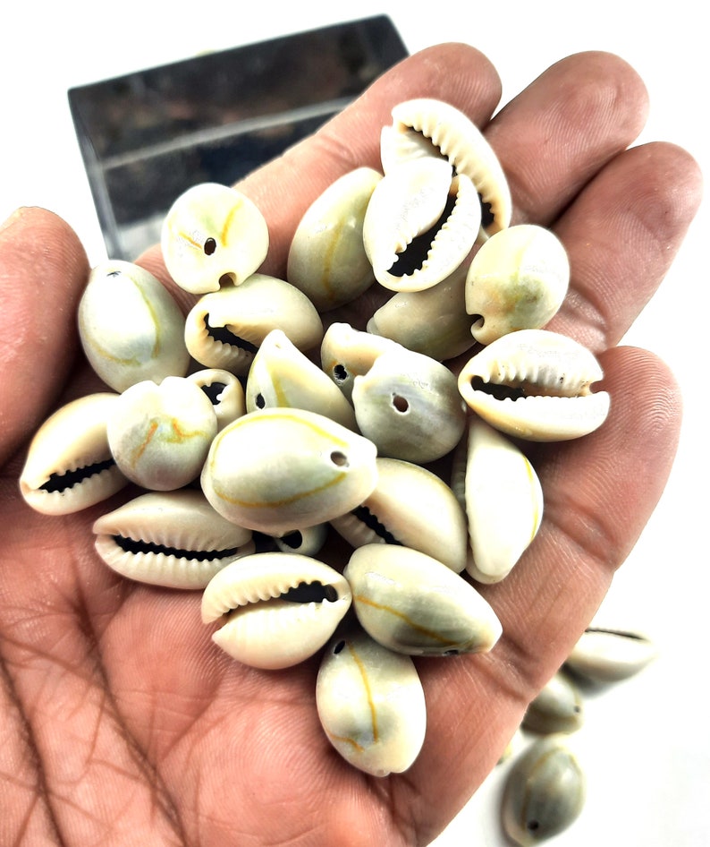 Natural Smooth Kodi White Kaudi Sea Shell Kawri Hippie Bohemian Kodi ...