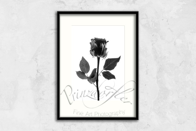 Black Rose 1 Black and White Print Wall Decor Flower Print Floral Print Beautiful Flowers Office Decor Rose Art Designer Wall Art