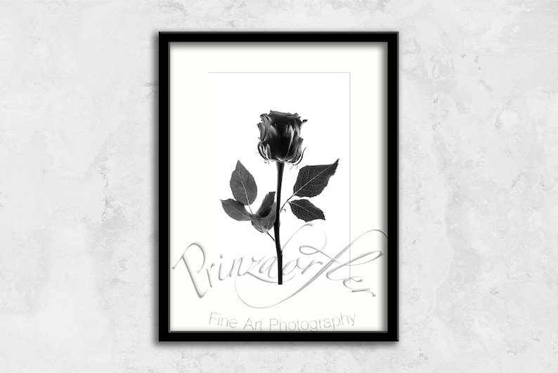 Black Rose 1 Black and White Print Wall Decor Flower Print Floral Print Beautiful Flowers Office Decor Rose Art Designer Wall Art