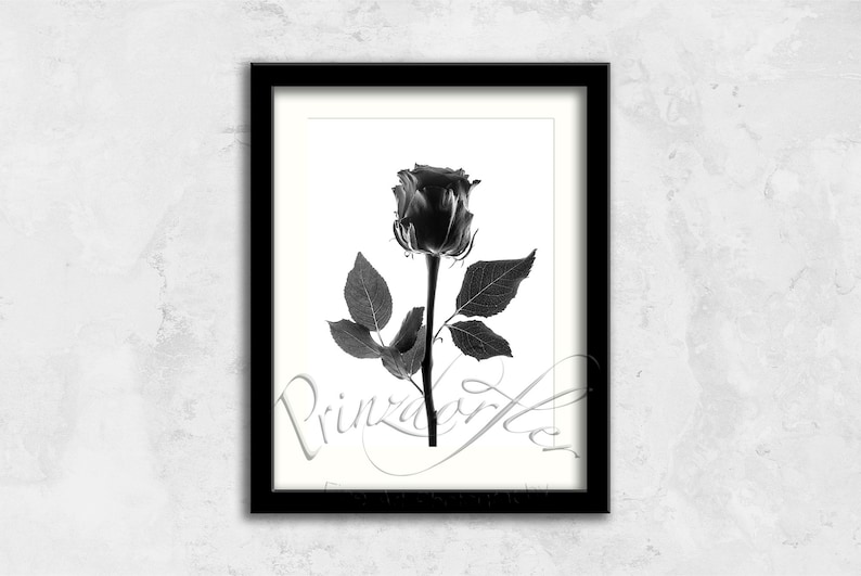 Black Rose 1 Black and White Print Wall Decor Flower Print Floral Print Beautiful Flowers Office Decor Rose Art Designer Wall Art