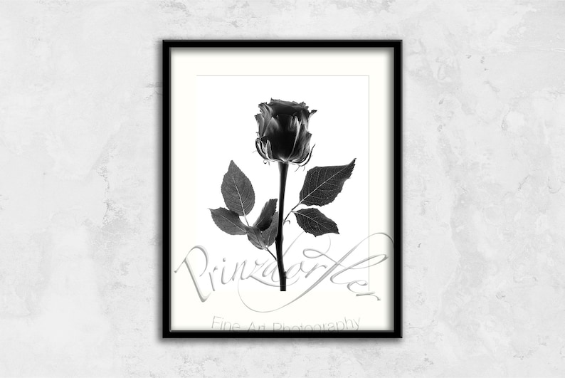 Black Rose 1 Black and White Print Wall Decor Flower Print Floral Print Beautiful Flowers Office Decor Rose Art Designer Wall Art