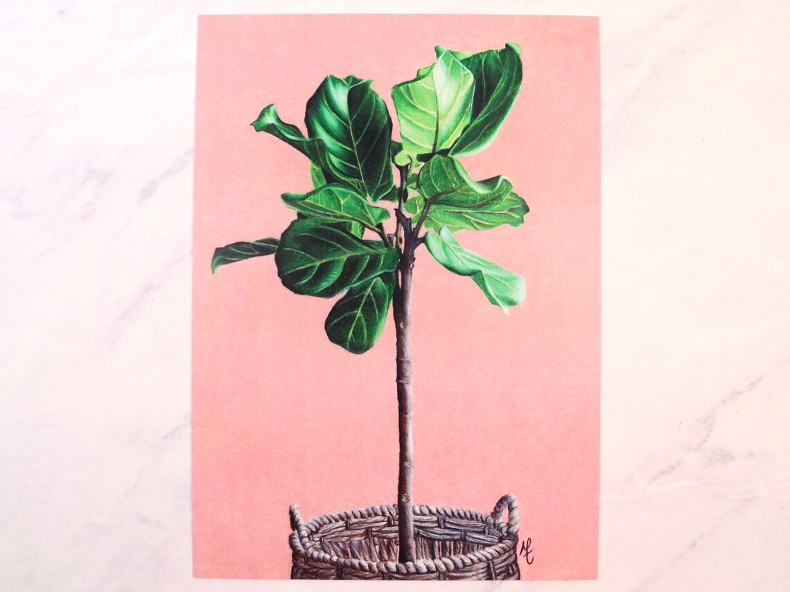 Fiddle Leaf Fig Drawing colored Pencil Print Etsy