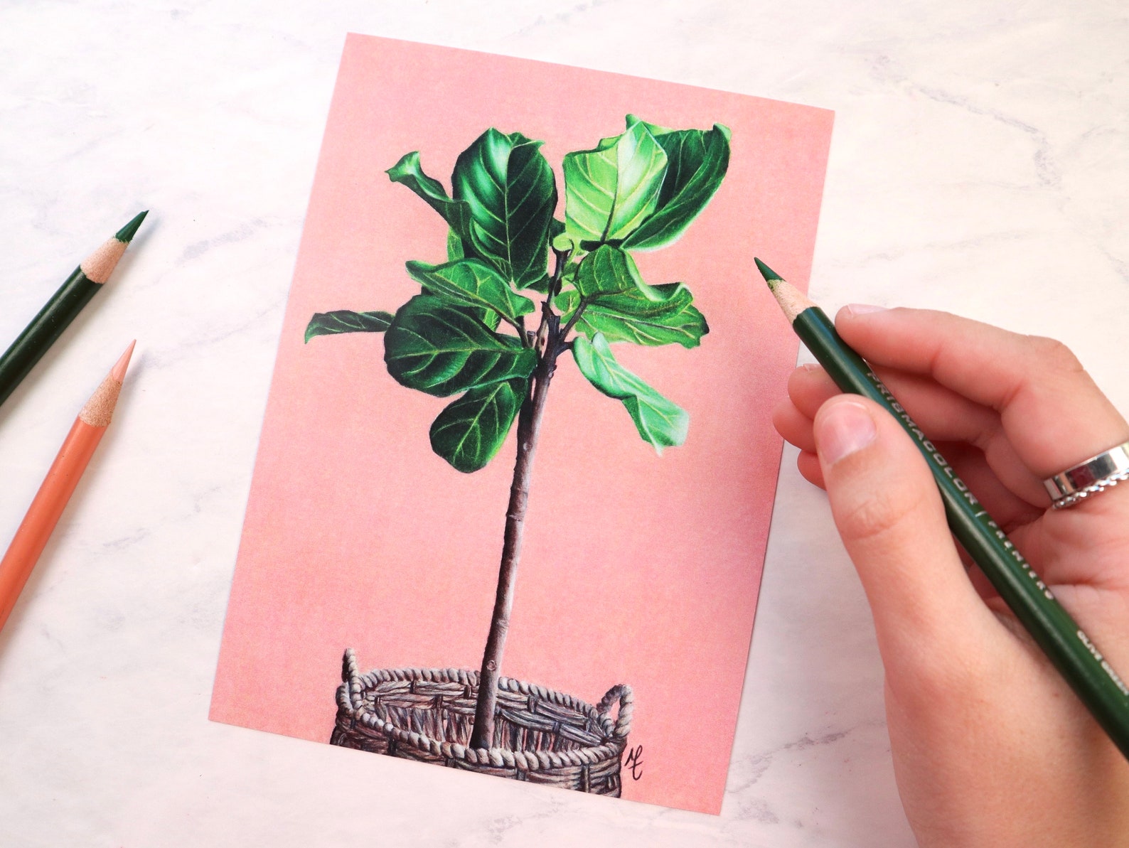 Fiddle Leaf Fig Drawing colored Pencil Print Etsy