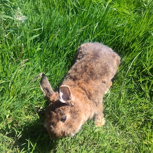 Fred the rabbit, taxidermy oddity, curiosity friend, soft mount