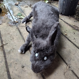 May include: A plush toy rabbit covered in dark gray fur with two prominent, round, white, reflective eyes. The rabbit is depicted in a lying position with long, upright ears and visible white patches on its front paws, showcasing a textured appearance.