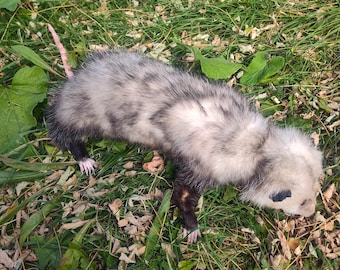 Molasses the opossum, taxidermy oddity, curiosity friend, soft mount