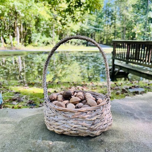 2 libras de nueces de nogal americano Shagbark de Tennessee frescas sin cáscara, probadas en flotación, temporada 2025