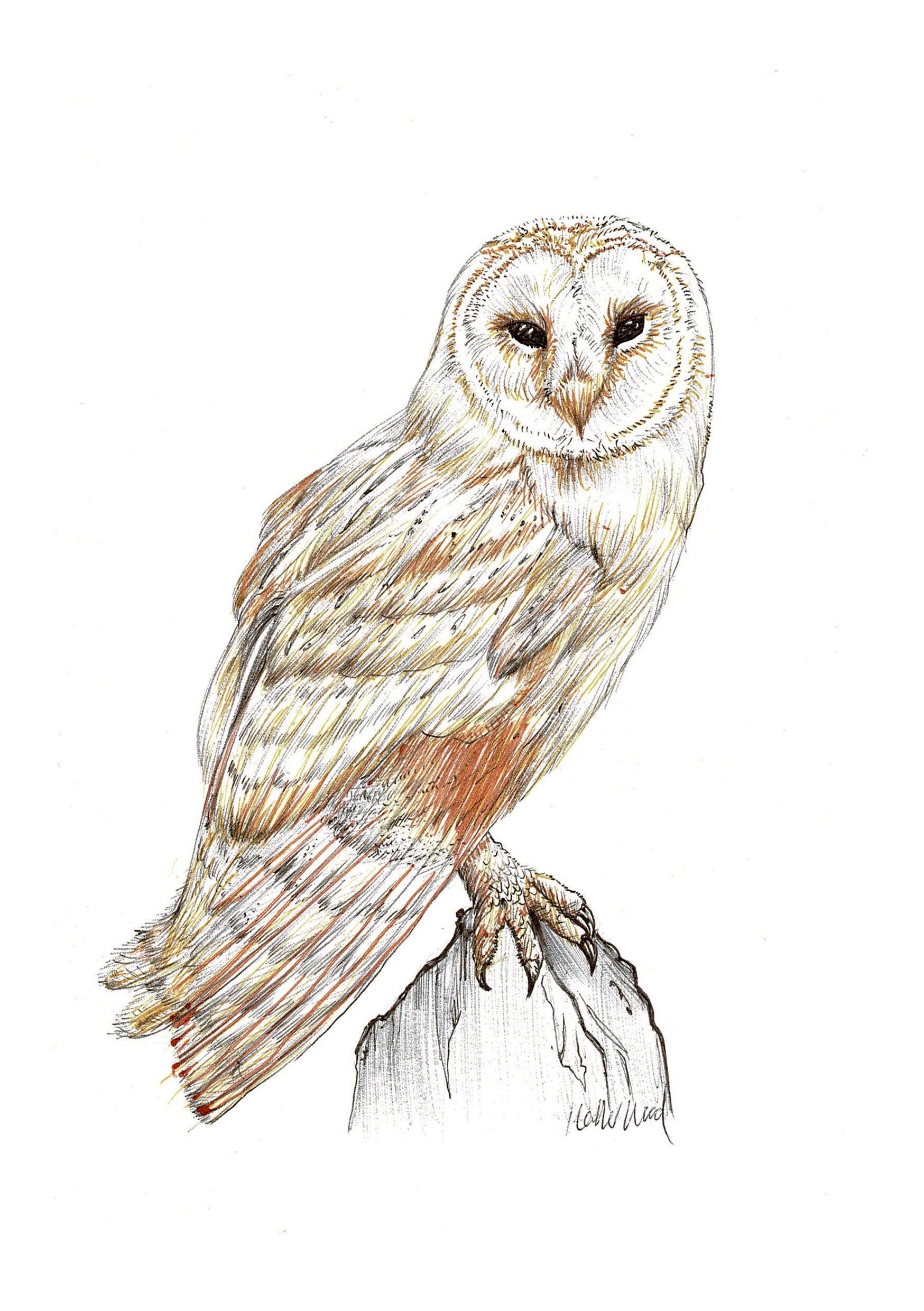 Original Drawing Barn Owl Artwork Heather Wood British Etsy