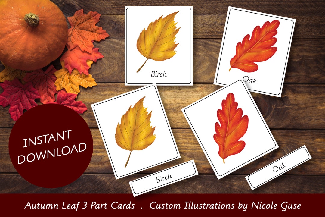 Autumn Leaf 3 Part Cards, Montessori Fall Activity (digital Download ...