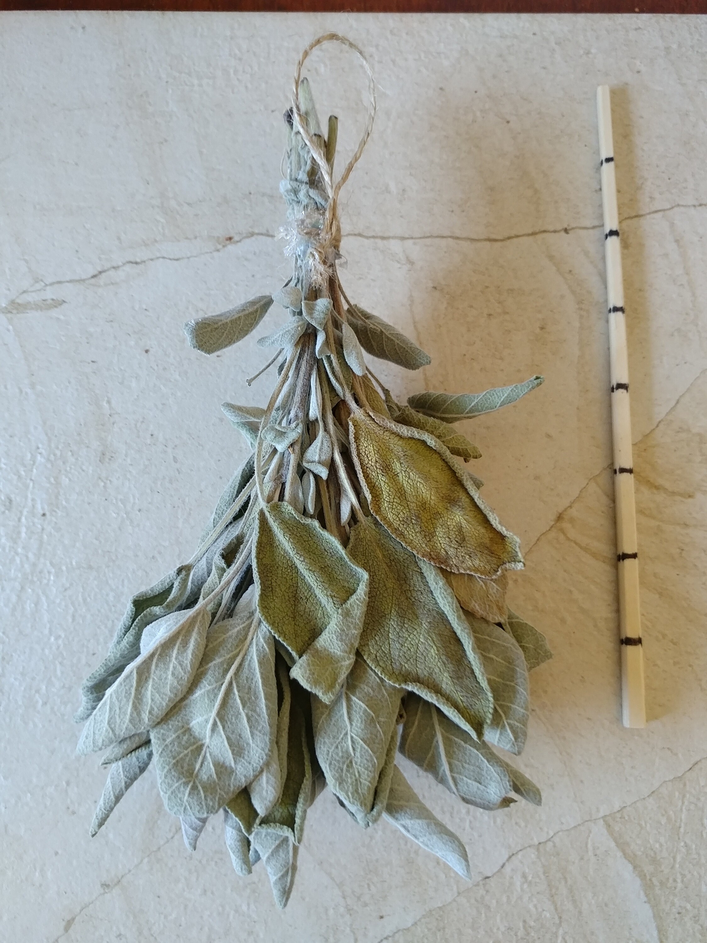 Dried Sage Bundle Small Bunch Dried Sage Dried Herbs Etsy