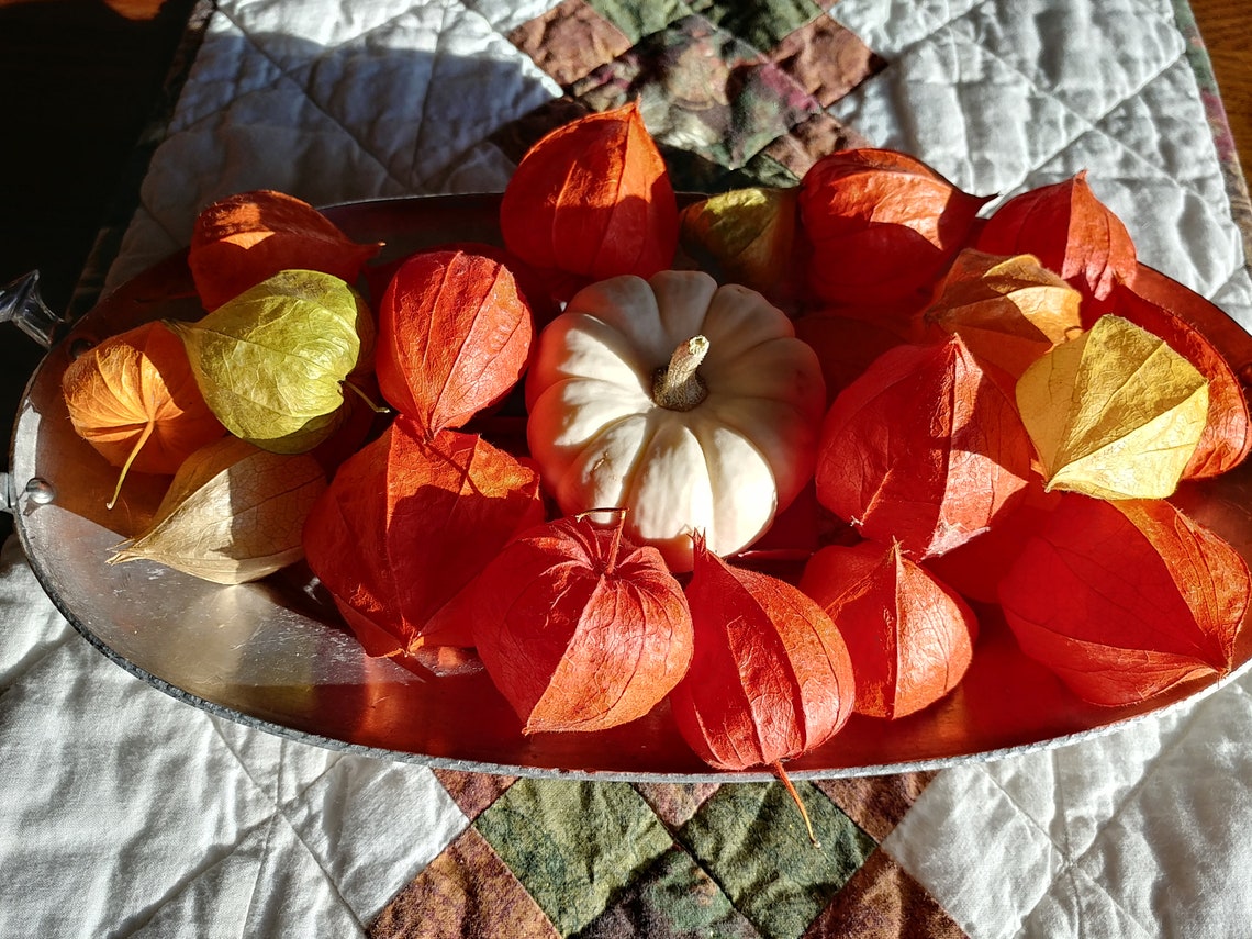 10-dried Chinese Lanterns, Dried Flower, Dried Seeds, Orange Color - Etsy