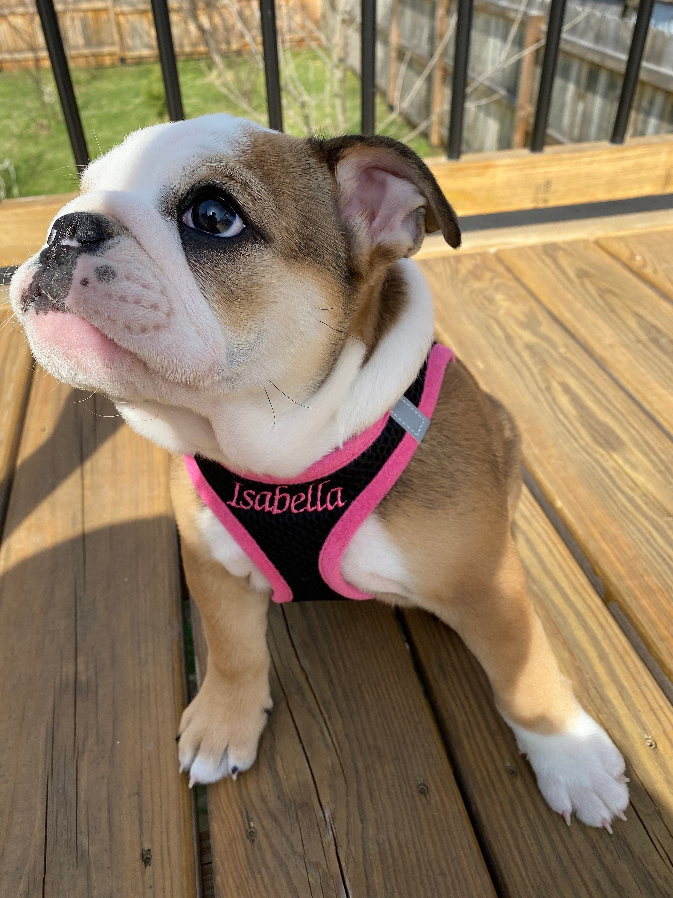 Monogram Dog Harness – Barknpup