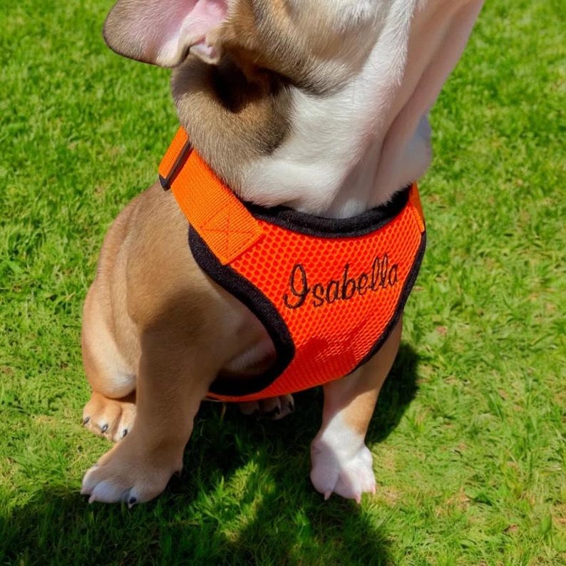 May include: A bright orange dog harness with black trim and the name "Isabella" embroidered on the front. The harness is worn by a bulldog puppy.