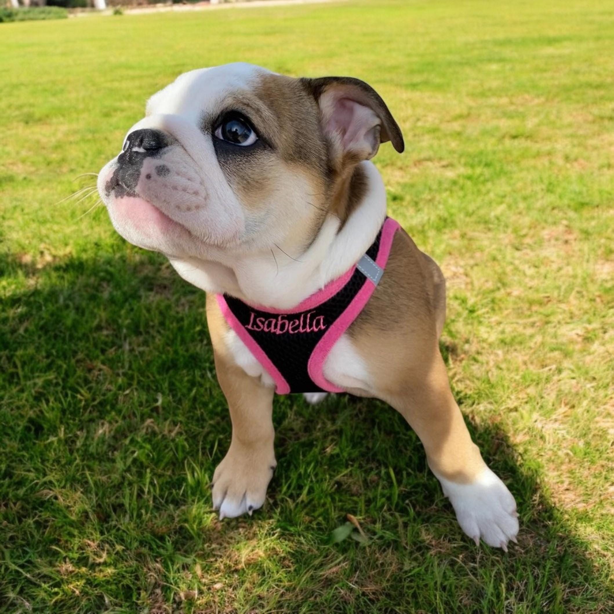 Personalized Step-in Air Dog Harness/All Weather Mesh/Step-in Vest Harness for Small and Medium Dogs