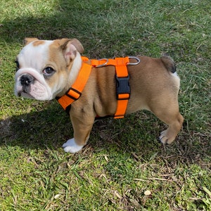May include: A small, brown and white bulldog puppy wearing an orange harness on a grassy lawn.