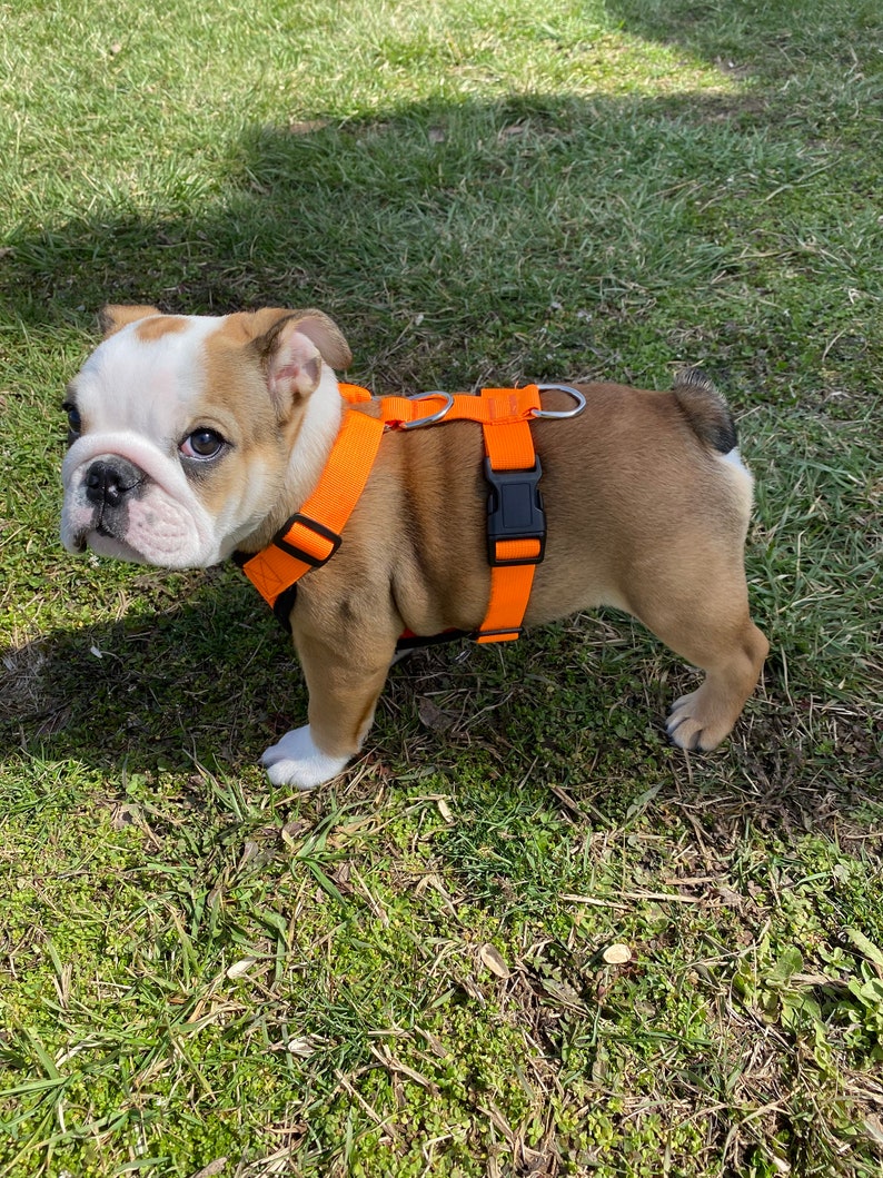 May include: A small, brown and white bulldog puppy wearing an orange harness on a grassy lawn.