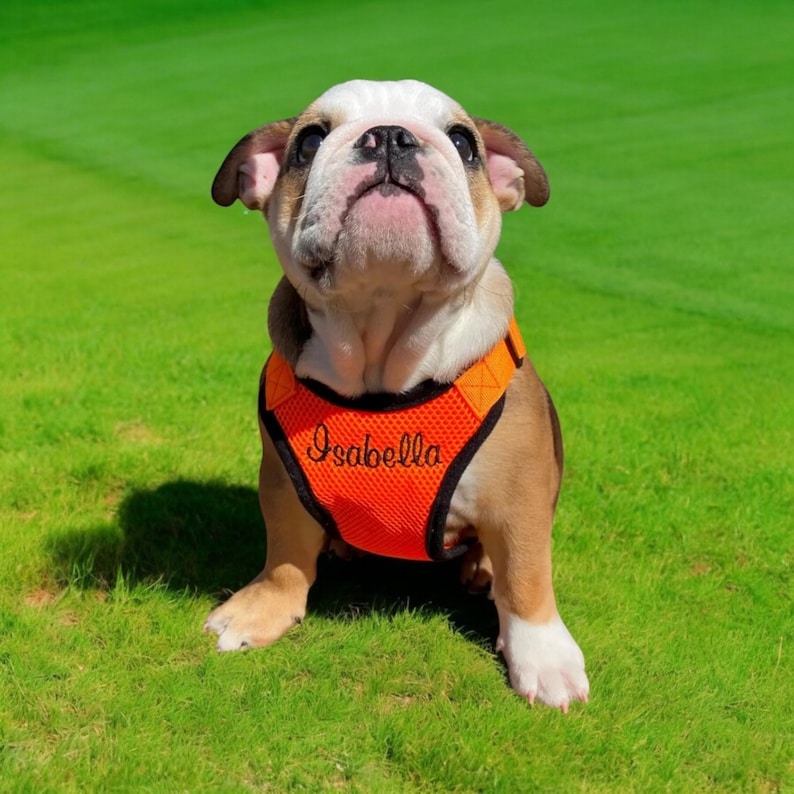May include: A white and brown bulldog puppy wearing an orange mesh dog harness with the name "Isabella" embroidered on it. The puppy is sitting on green grass and looking up.