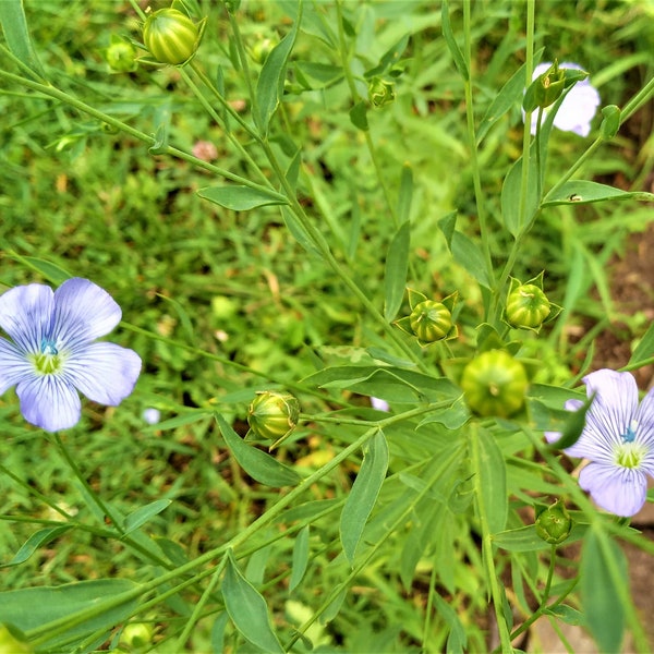 Samen hellblaue Blüten Lein 》Flachssamen  》Linum usitatissimum 》blue summerflower 》Bienenweide/Hummelweide 》Trockendeko Kugel ca. 40 Korn》