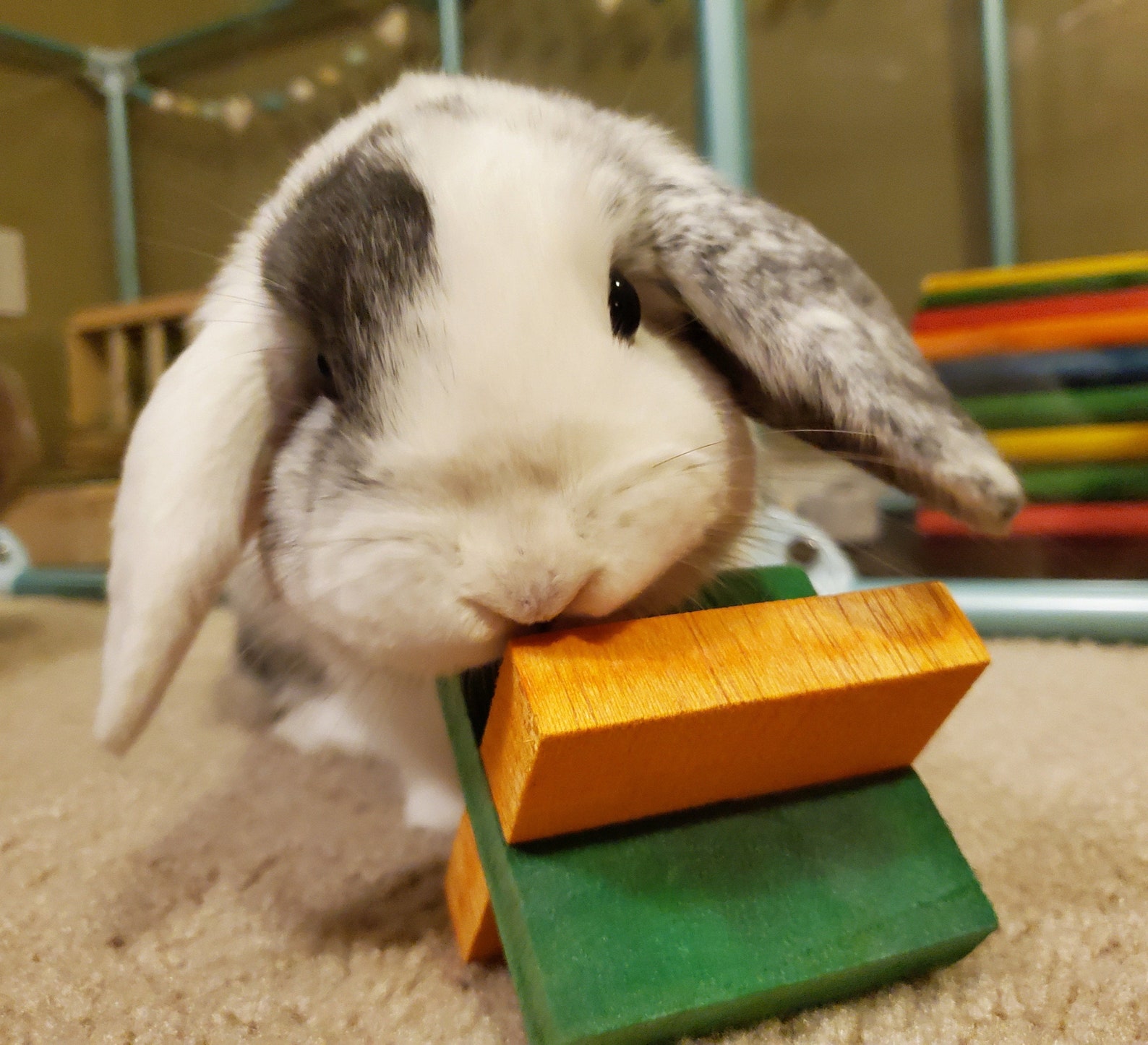 Rabbit Jacks the Balsa Toy Rabbits Can't Resist 3inch Etsy