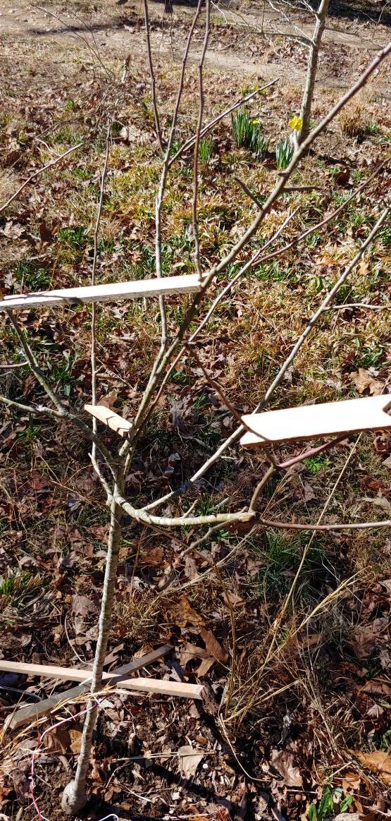 Wooden Tree Limb Spreaders - Set of 10, With 5 Different Sizes - New ...