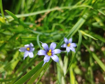 Blue-eyed Grass - 100 seeds - Sisyrinchium