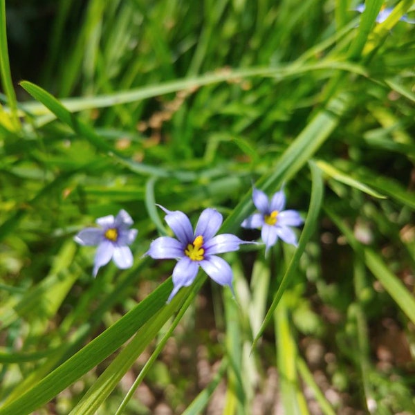 Blue-eyed Grass - 100 seeds - Sisyrinchium