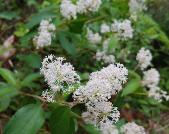 Red Root - 30 seeds - Ceanothus americanus - Native Wildflower - New Jersey Tea