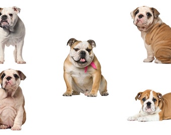 English Bulldog Clipart, PNG Cut Files (Digital Download)