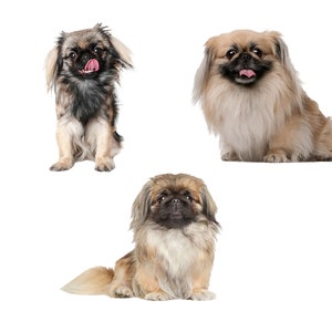 PNG 3 Pekingese, Pekingese Clipart, Pekingese Files for Cricut, Vector Pekingese, Pekingese png, dog clipart vector