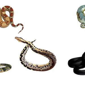 May include: Five different types of snakes in various poses. The snakes are a red and brown boa constrictor, a green anaconda, a black snake, a brown and black snake, and a green and black snake.