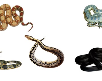 Anaconda 2 SVG Anaconda SVG Snake Svg Python Svg Anaconda - Etsy